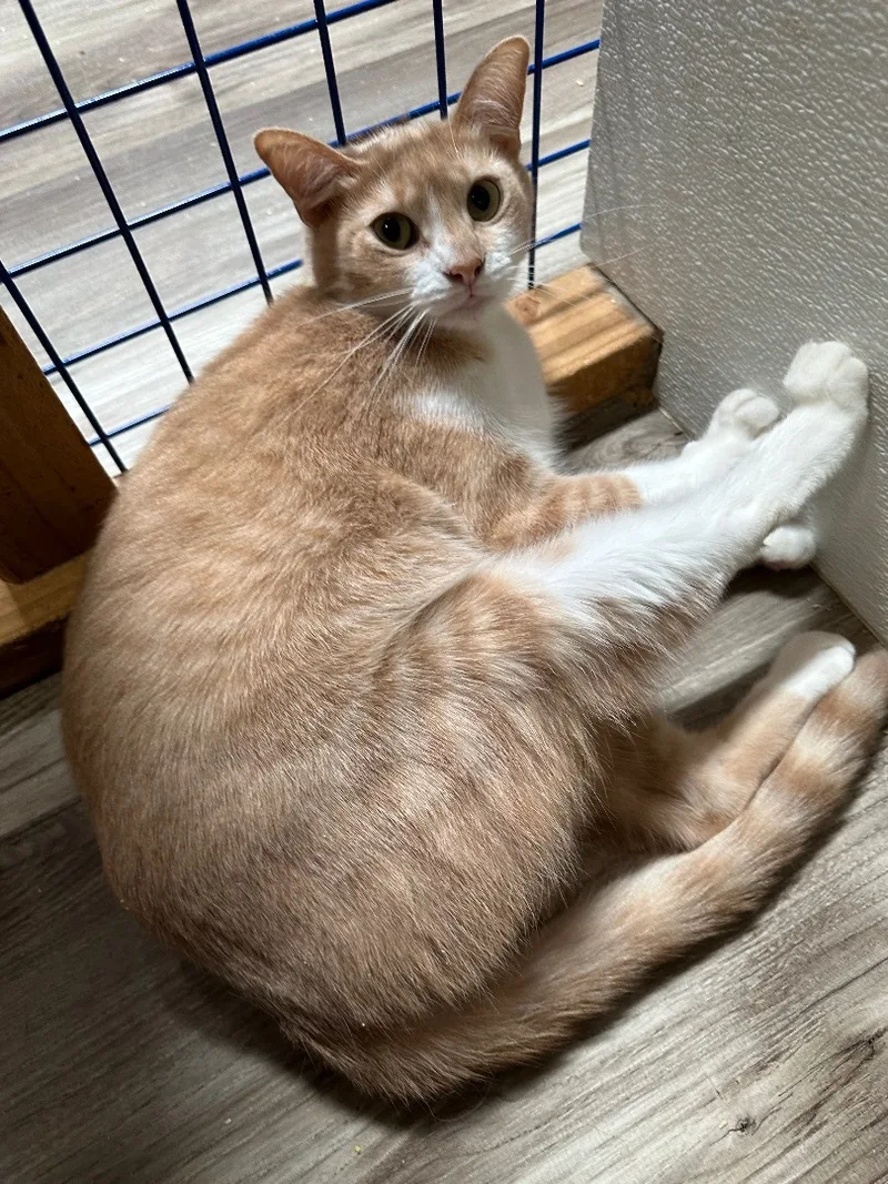 Sassy And Fifi thumbnail 3