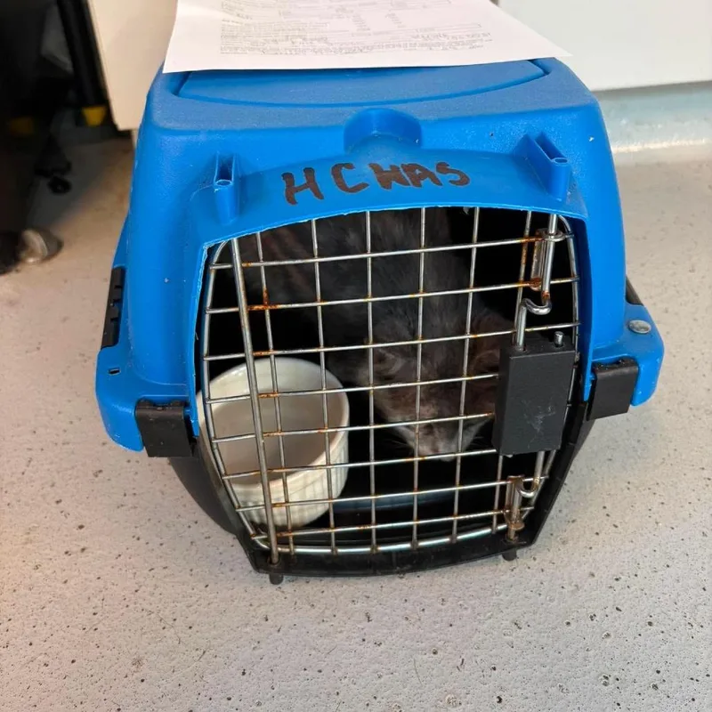 An adult medium-sized female Tortoiseshell Domestic Short Hair cat named Fern for adoption in Huntington, WV