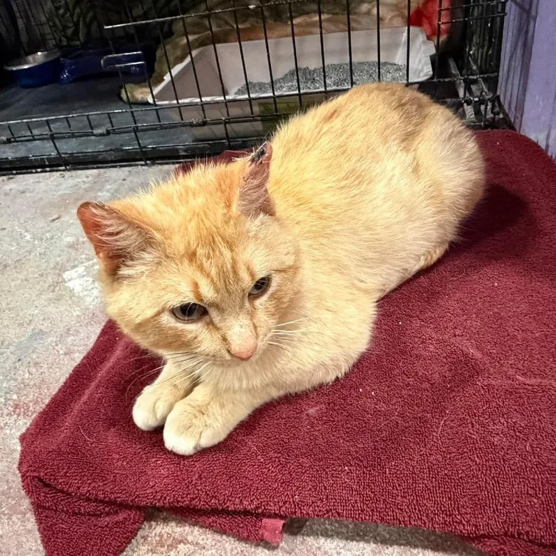 An adult medium-sized male Cream / Ivory Domestic Short Hair cat named Bill for adoption in Grand Rapids, MN