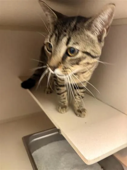 An adult medium-sized male Domestic Short Hair cat named Minho for adoption in Columbus, IN