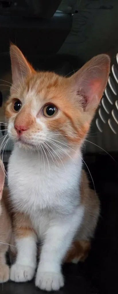 A baby medium-sized male Domestic Short Hair cat named Armani for adoption in Cloquet, MN