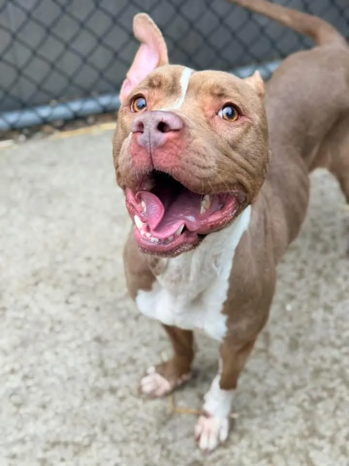 Carrot Cake thumbnail 2