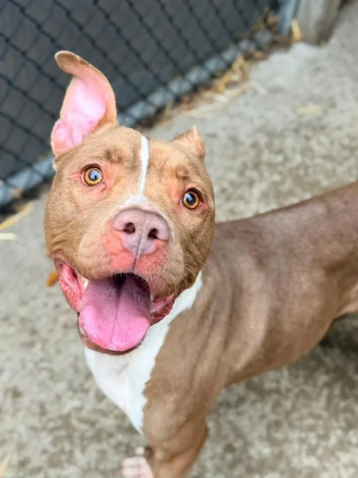 Carrot Cake thumbnail 3