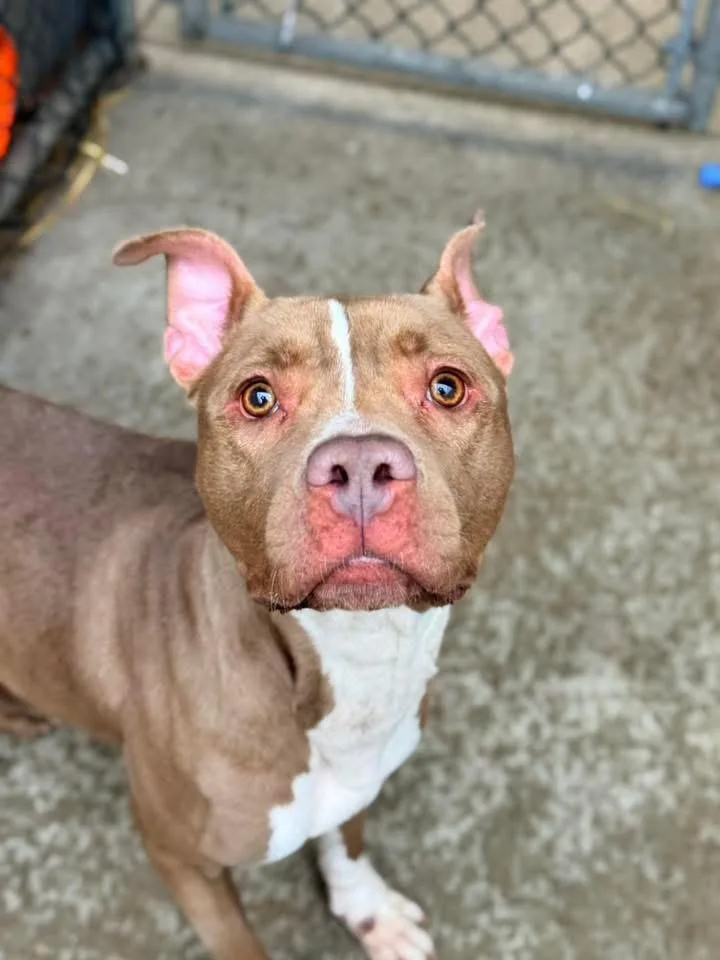 Carrot Cake thumbnail 4