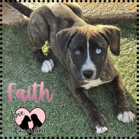 A baby medium-sized female Black Labrador Retriever dog named Faith for adoption in Gilbert, AZ