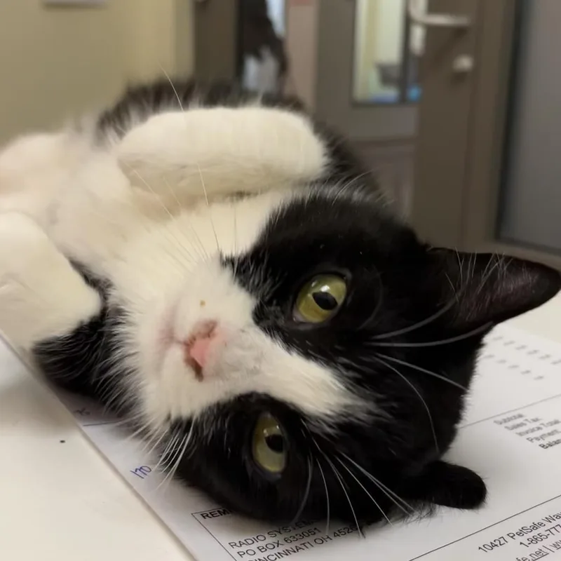 An adult medium-sized female Black Domestic Short Hair cat named Malibu for adoption in Lynchburg, VA