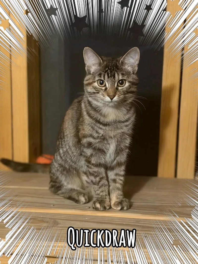 A baby medium-sized female Tabby (Brown / Chocolate) Tabby cat named Quickdraw for adoption in Wyandotte, MI