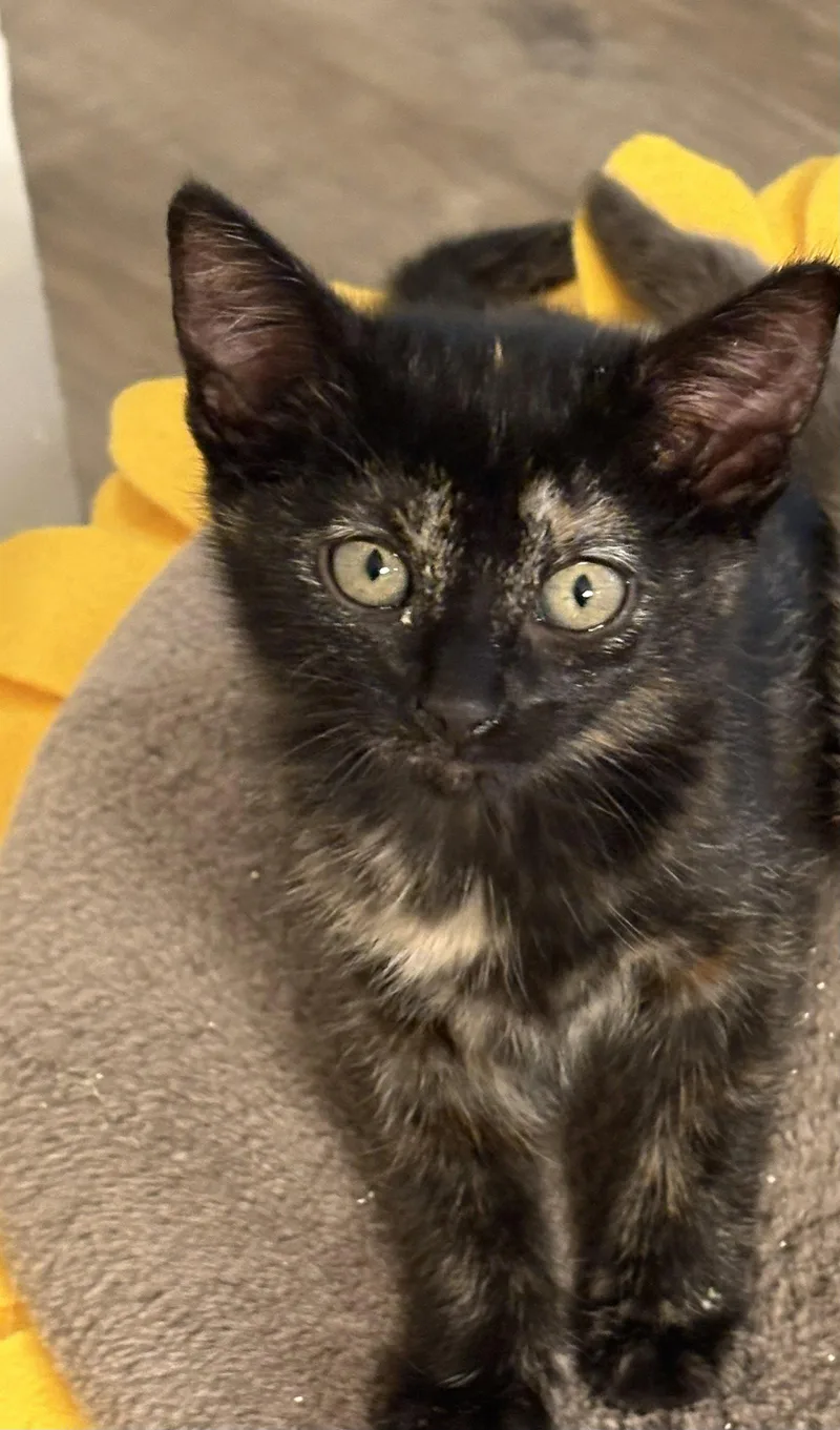 A baby medium-sized female Domestic Short Hair cat named La Toya for adoption in Alpharetta, GA