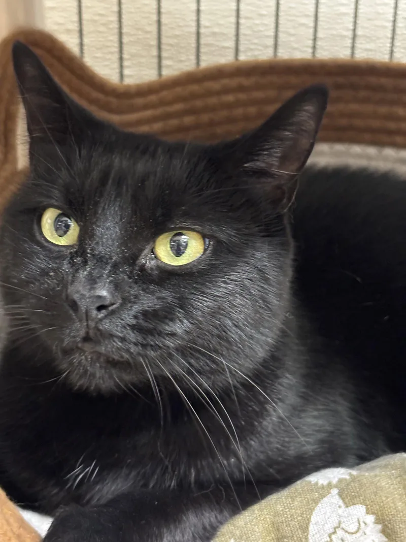An adult medium-sized female Black Domestic Short Hair cat named Minnie for adoption in Brick, NJ