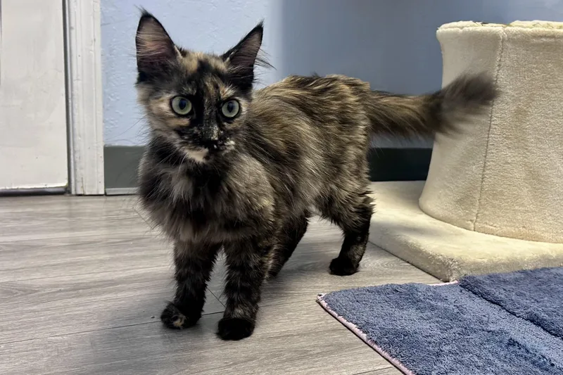 A young medium-sized female Domestic Long Hair cat named Appletini for adoption in Fountain Hills, AZ