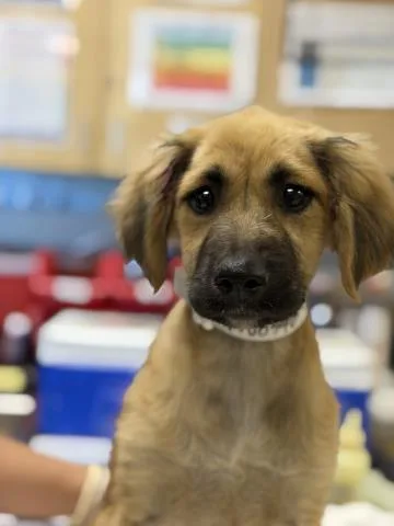 A baby small-sized female German Shepherd Dog dog named Catalea for adoption in Riverside, CA
