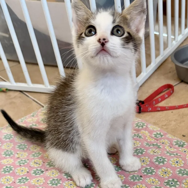 A baby small-sized male White Domestic Short Hair cat named Bellatrix for adoption in Houston, TX
