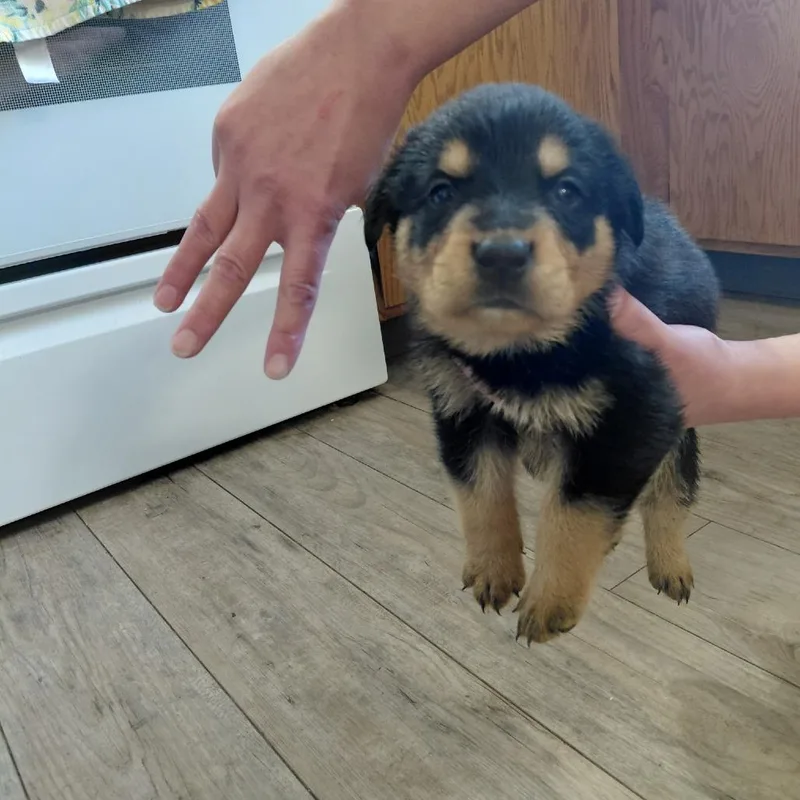 A baby large-sized male Black Rottweiler dog named Tarquin for adoption in Tacoma, WA