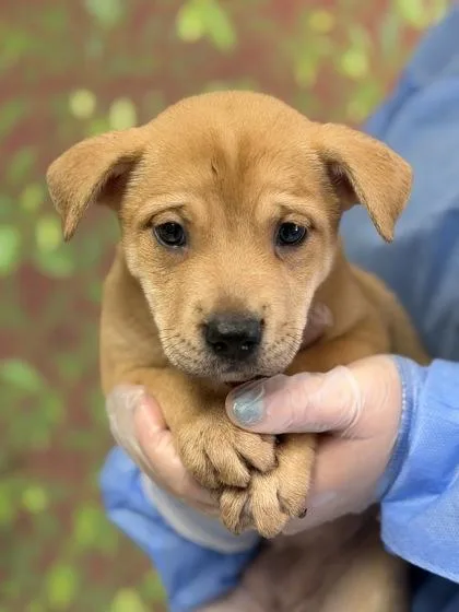 A young small-sized female Labrador Retriever dog named Casserole for adoption in San Antonio, TX
