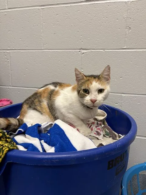 An adult medium-sized female Domestic Short Hair cat named Window Cat for adoption in Indianapolis, IN