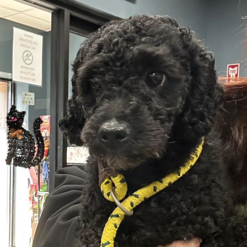 An adult small-sized male Miniature Poodle dog named Chop for adoption in Newark, NJ
