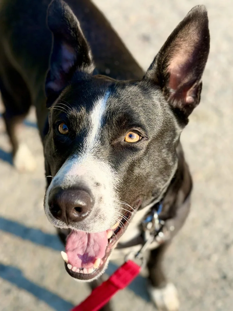 Sadie