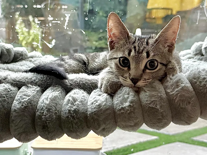 A baby small-sized male Domestic Short Hair cat named Ozzy for adoption in Houston, TX