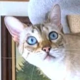 A young medium-sized female Buff & White Bengal cat named Cinnamon Gorgeous for adoption in Danbury, CT