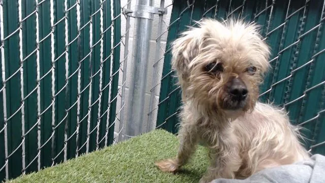 A senior small-sized female Terrier dog named Yzma for adoption in Downey, CA