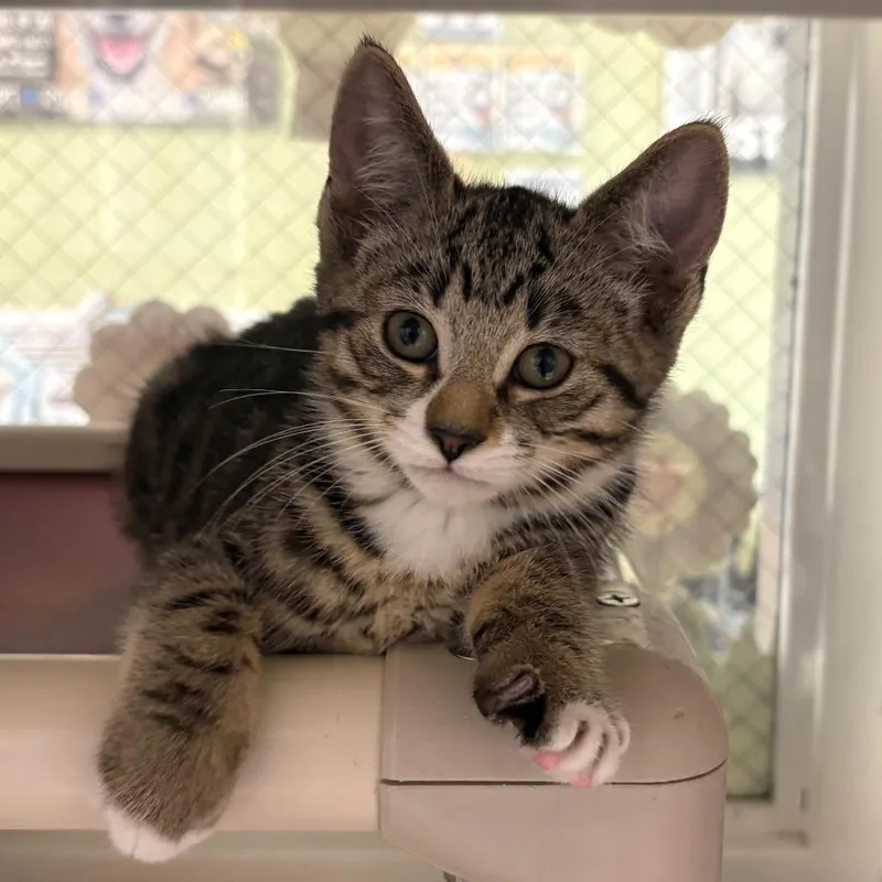 A baby small-sized male Brown / Chocolate Domestic Short Hair cat named Carbonara for adoption in East Hanover, NJ