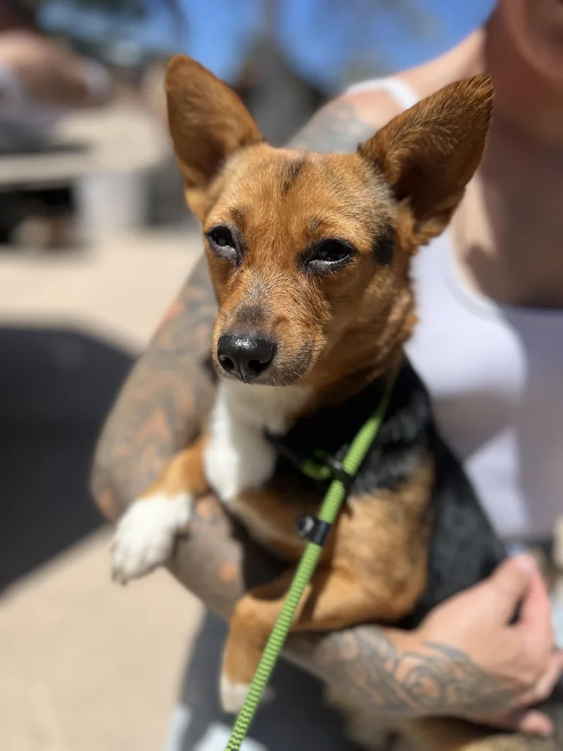A baby small-sized female Tricolor (Brown, Black, & White) Cardigan Welsh Corgi dog named Gabby for adoption in West Hollywood, CA