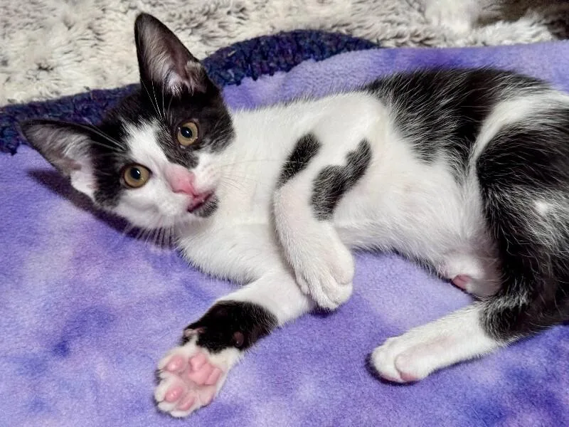 A young medium-sized male Black Domestic Short Hair cat named Cobalt for adoption in Fort Collins, CO