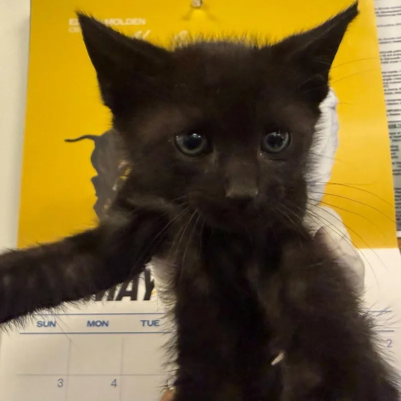 A baby small-sized male Black Domestic Short Hair cat named Remy for adoption in Spokane, WA