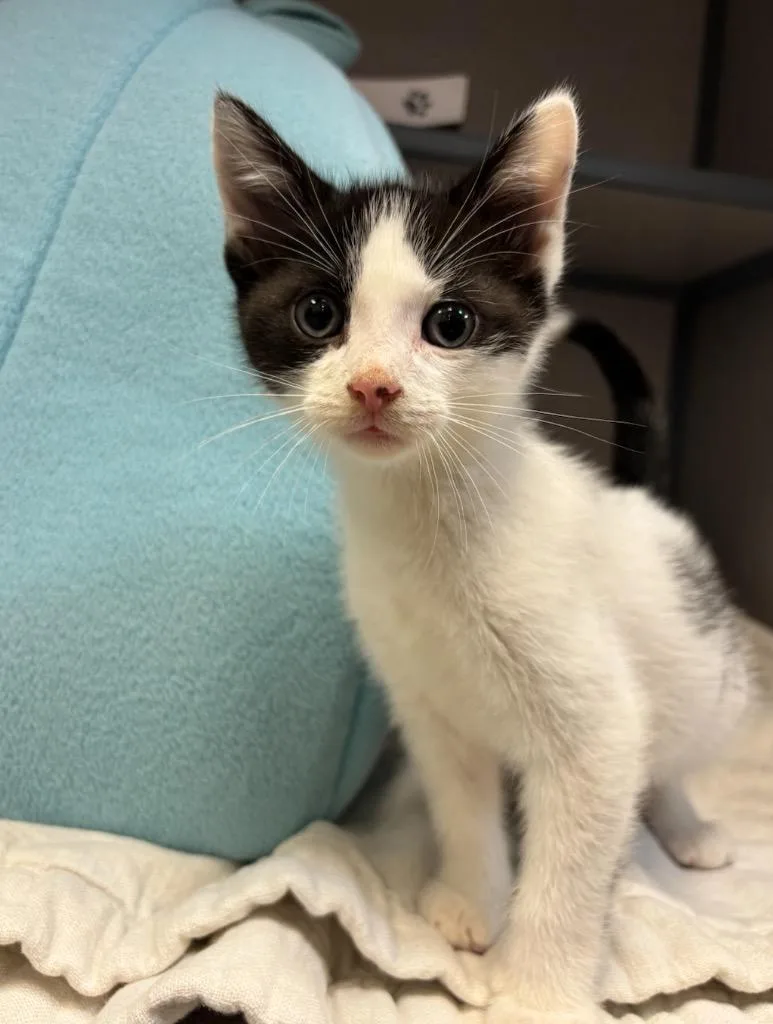 A baby small-sized male Domestic Short Hair cat named Wobble for adoption in Liverpool, NY