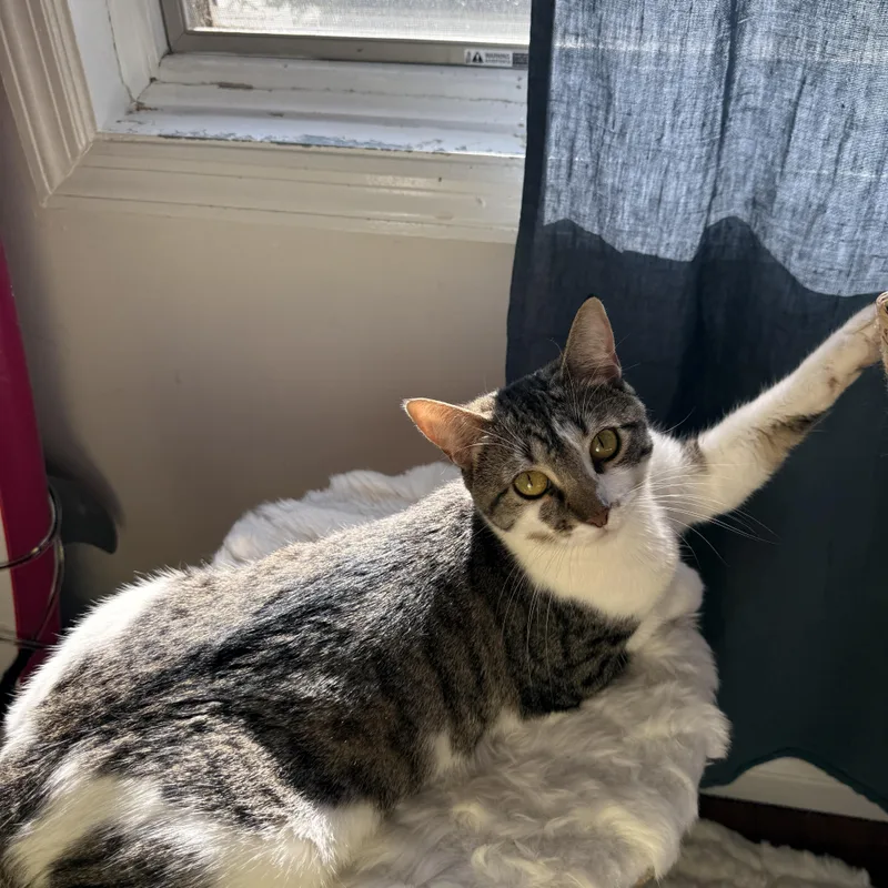A young medium-sized female White Domestic Short Hair cat named Tulle for adoption in Brooklyn, NY