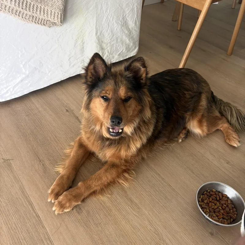 A senior medium-sized female Brown / Chocolate Chow Chow dog named Coco for adoption in San Diego, CA