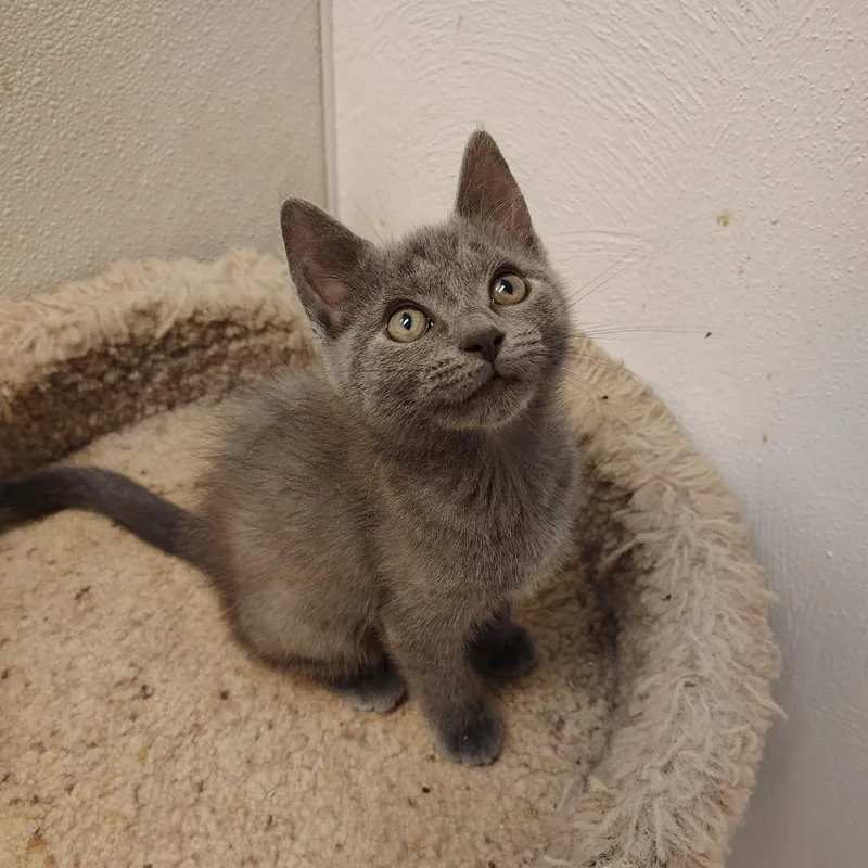 A young small-sized male Gray / Blue / Silver Domestic Short Hair cat named Kung Pao for adoption in Indiana, PA