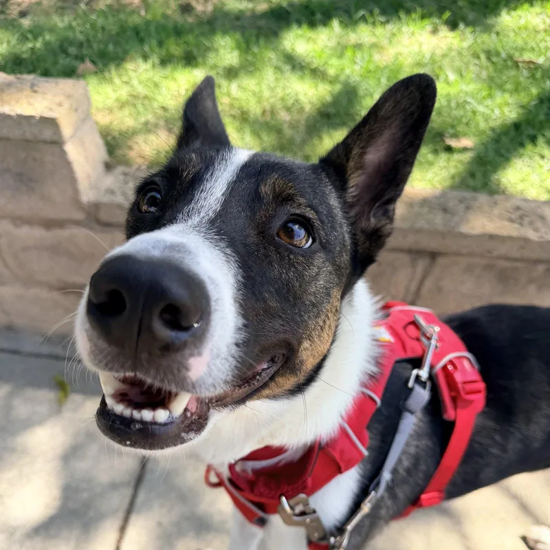 A young medium-sized male Black Mixed Breed dog named Rocky for adoption in Burbank, CA