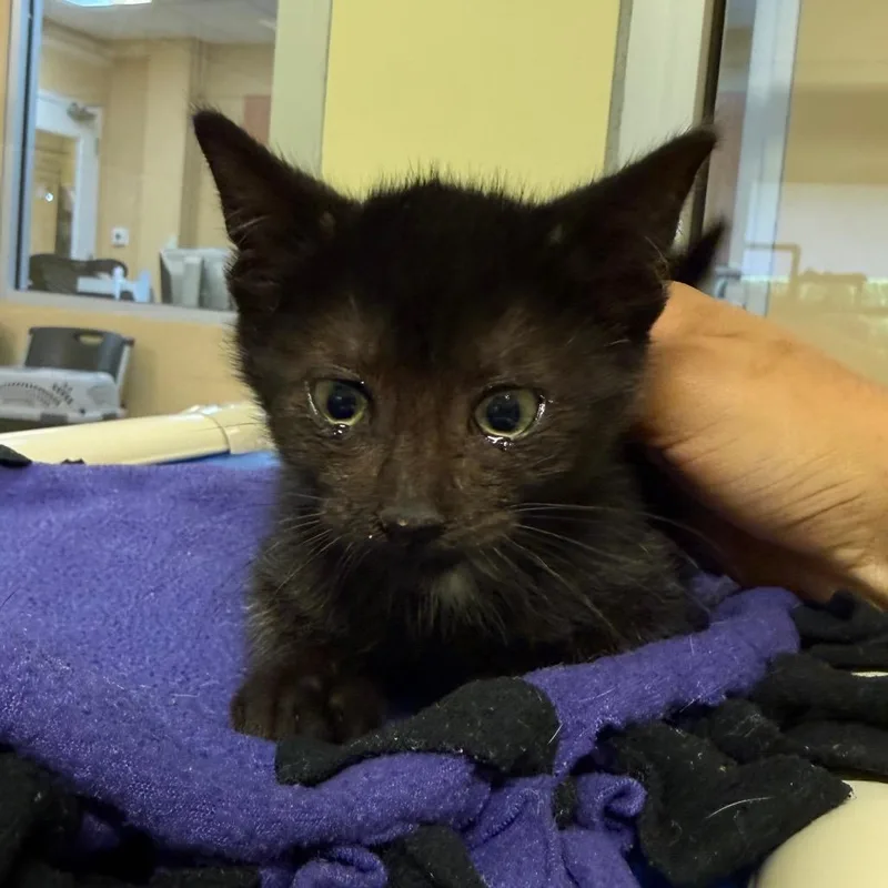 A baby small-sized female Black Domestic Short Hair cat named Petunia for adoption in Naples, FL