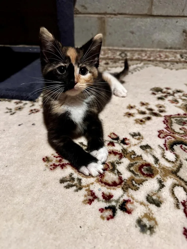 A baby small-sized female Domestic Short Hair cat named Emily for adoption in Greensboro, NC