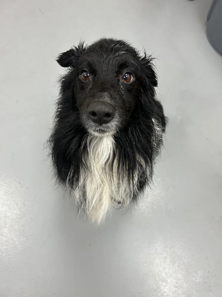 An adult medium-sized male Australian Cattle Dog / Blue Heeler dog named Cypress for adoption in Hartsville, SC