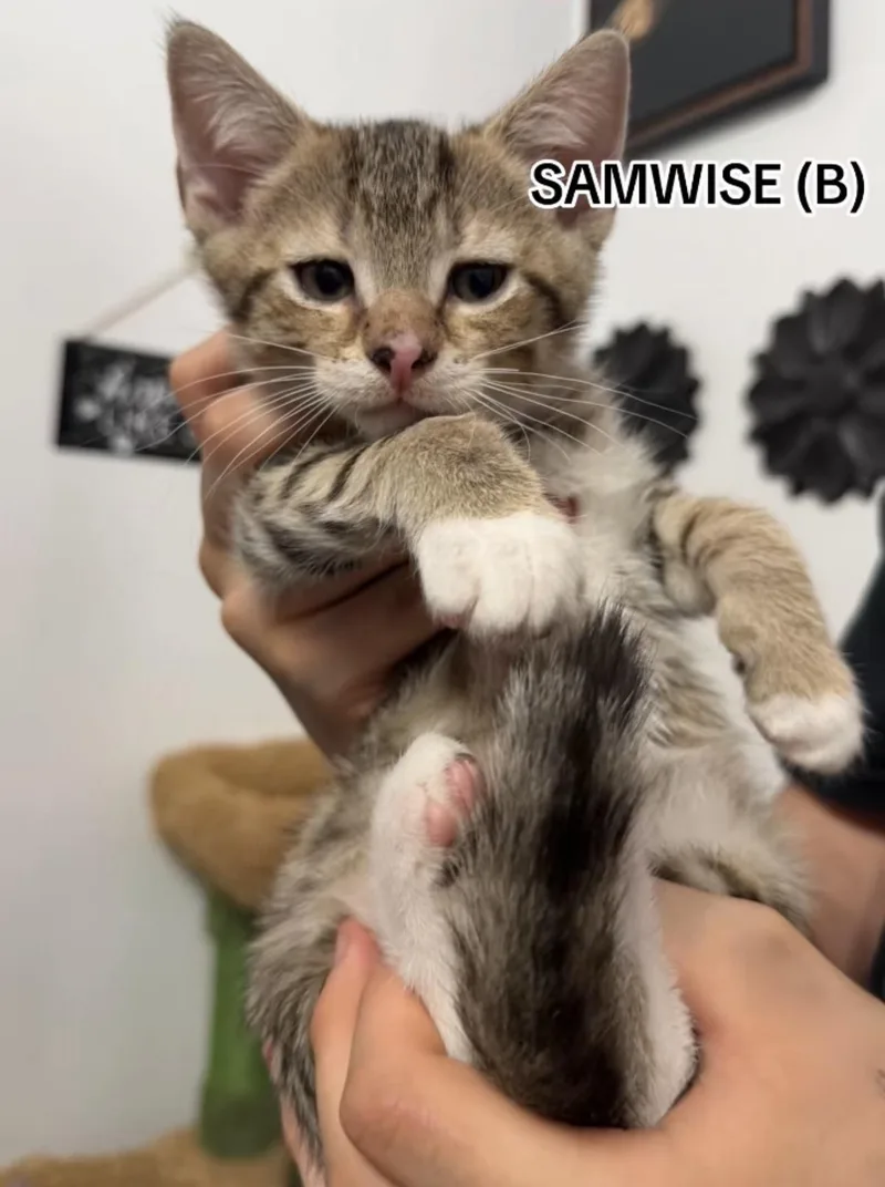 A baby small-sized male Domestic Short Hair cat named Samwise for adoption in Sneads Ferry, NC
