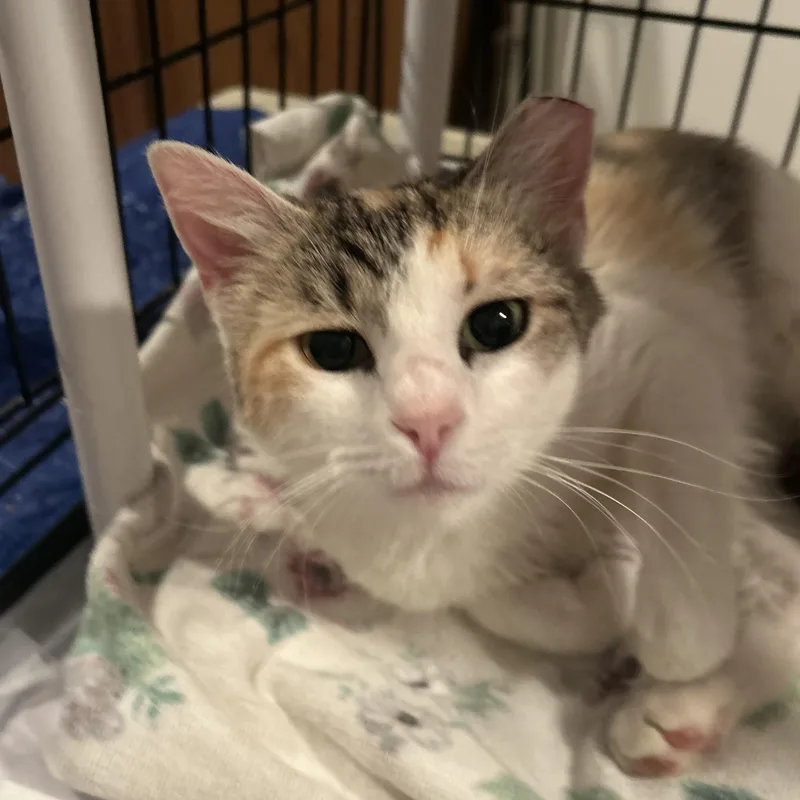 A young medium-sized female Dilute Calico Domestic Short Hair cat named Mama Earth for adoption in Fort Oglethorpe, GA