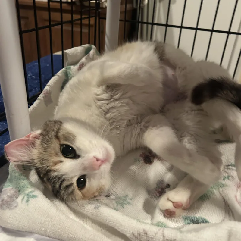 Mama Earth thumbnail 3