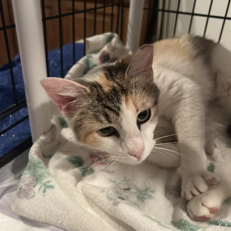 Mama Earth thumbnail 4