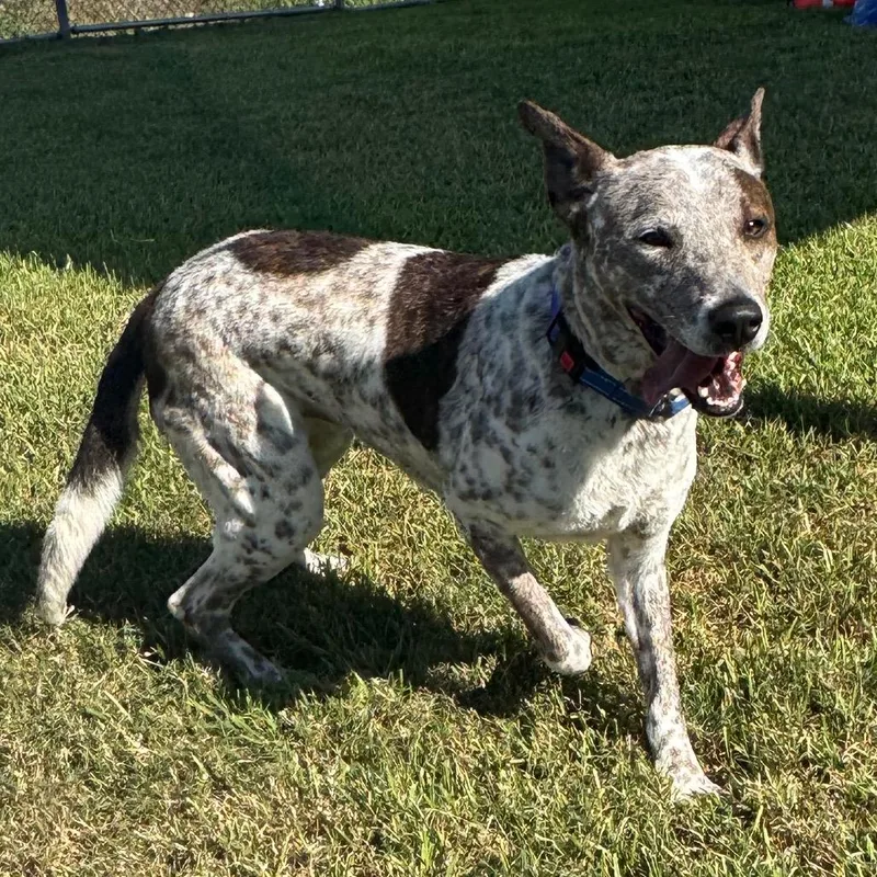 An adult large-sized male White / Cream Cattle Dog dog named Rex for adoption in Dickinson, TX
