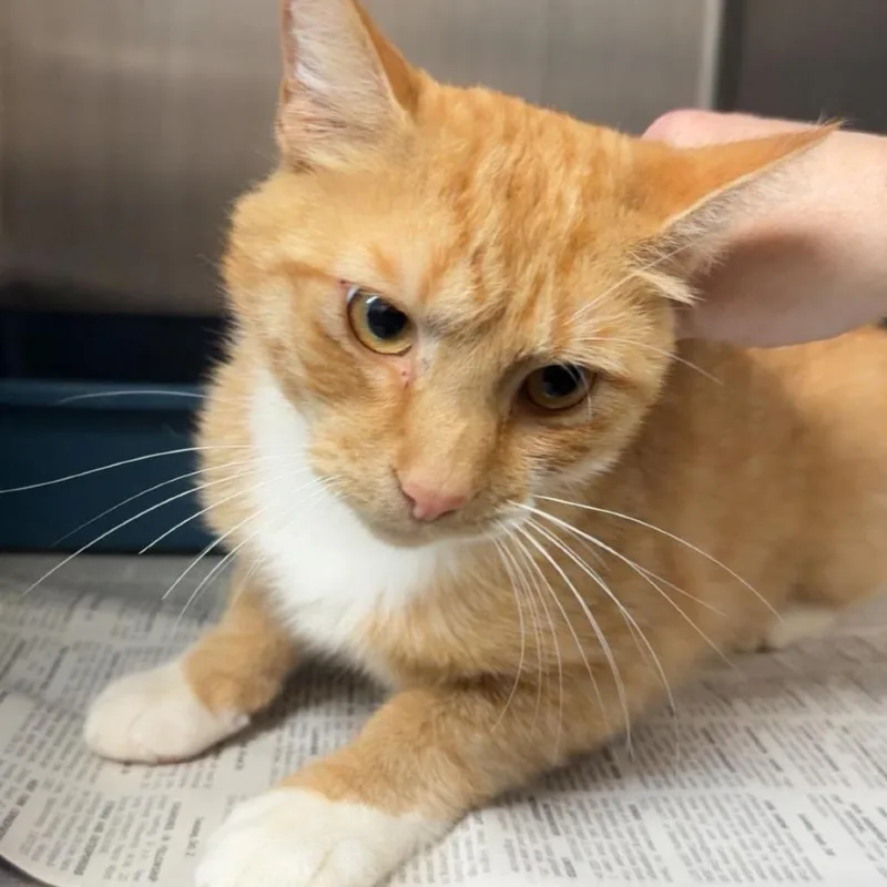 A baby medium-sized male Orange / Red Domestic Short Hair cat named Schmitt for adoption in Shinnston, WV