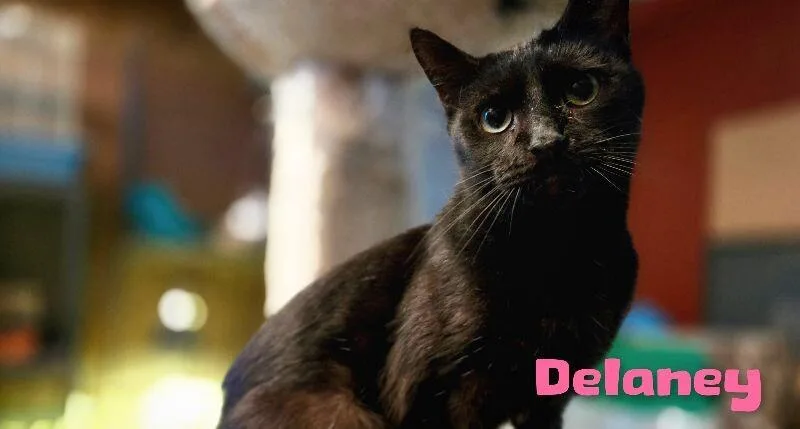 An adult medium-sized female Black Domestic Short Hair cat named Delaney for adoption in Adrian, MI