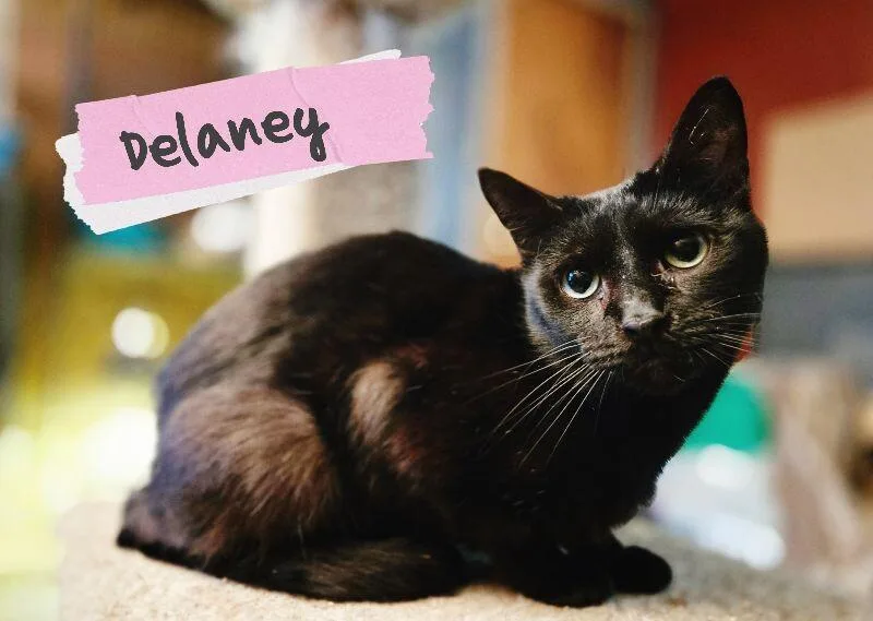 Delaney thumbnail 2