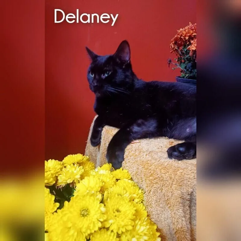 Delaney thumbnail 3