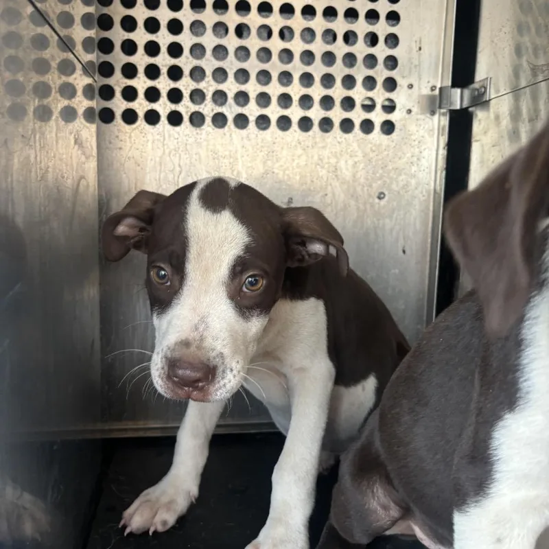 A baby small-sized male Brown / Chocolate Pit Bull Terrier dog named Kayson for adoption in Birmingham, AL