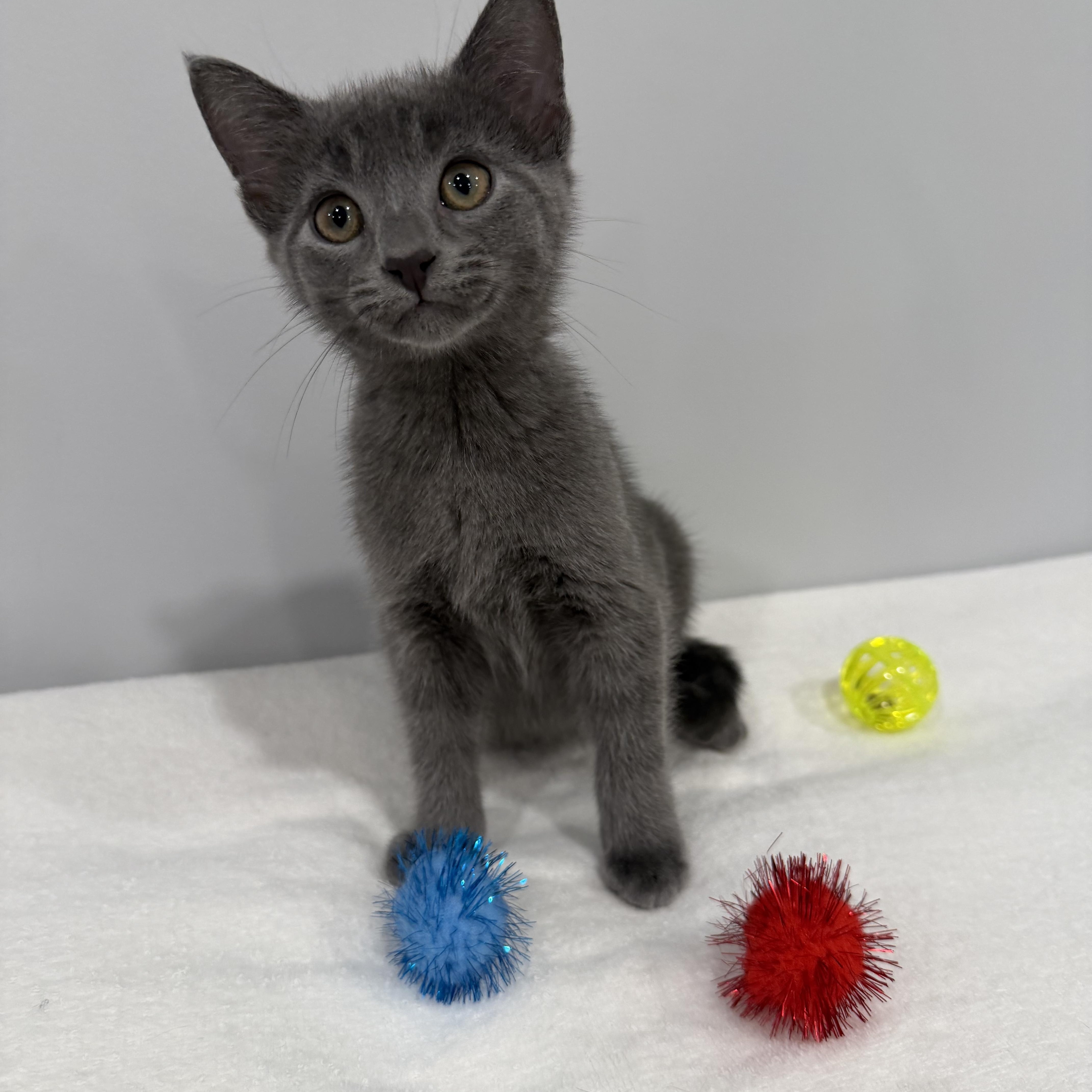 Blueberry thumbnail 5