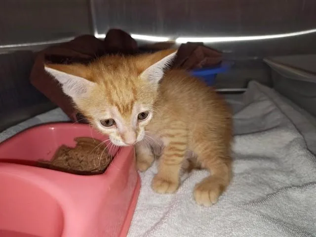 A baby small-sized male Domestic Short Hair cat named A for adoption in Ocala, FL