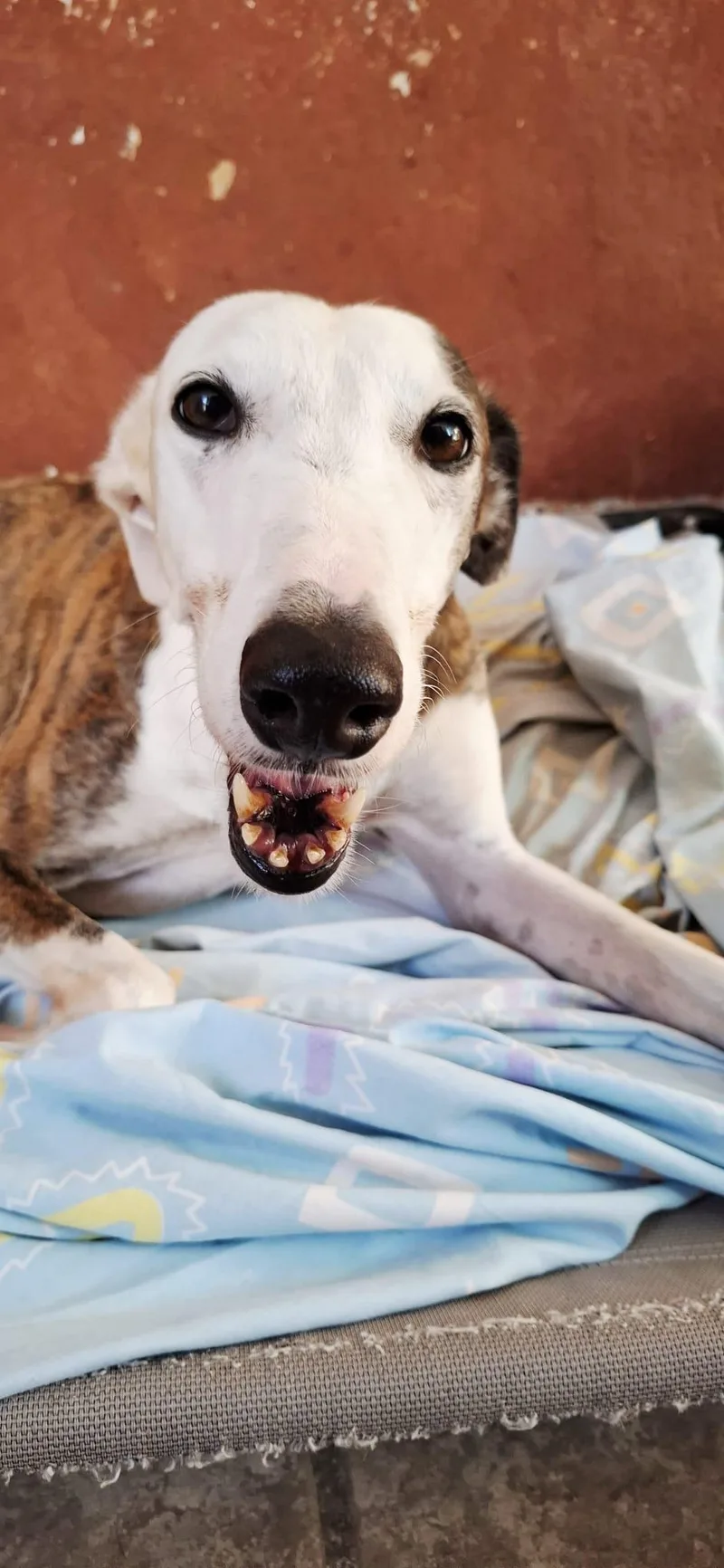 A senior medium-sized female Galgo Spanish Greyhound dog named Lona for adoption in Winter Park, FL