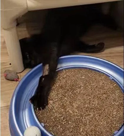 An adult medium-sized male Black Domestic Short Hair cat named Flounder for adoption in Hampstead, NC